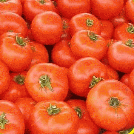 Ace 55 Heirloom Tomato