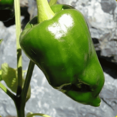 Ancho Hot Pepper