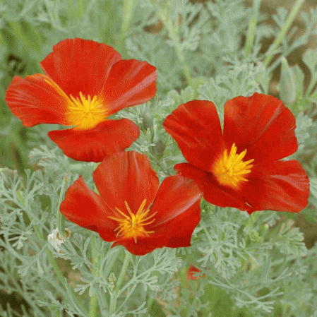 Red Chief California Poppy