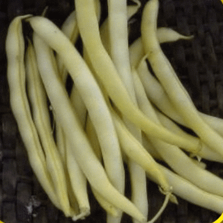 Cherokee Wax Yellow Bean