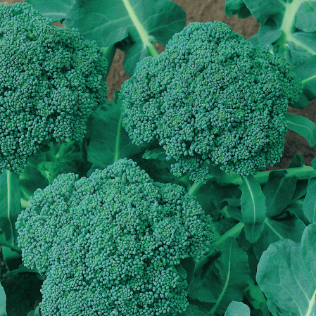 De Cicco Broccoli