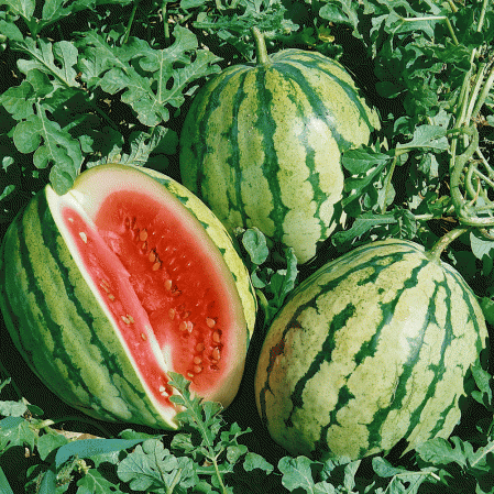 Dixie Queen Watermelon