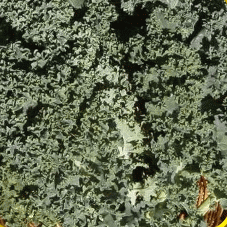 Kale scozzese arricciato blu nano