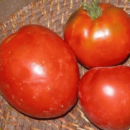 Pomodoro cimelio di famiglia della Floridade
