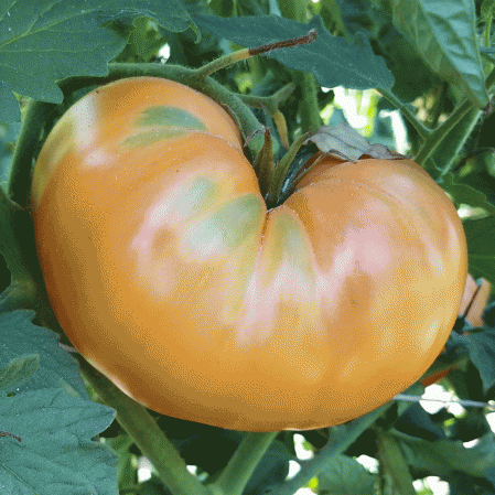 Goldie Heirloom Tomato