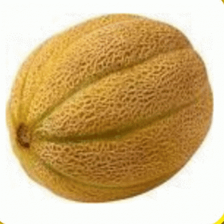 Honey Rock Melon