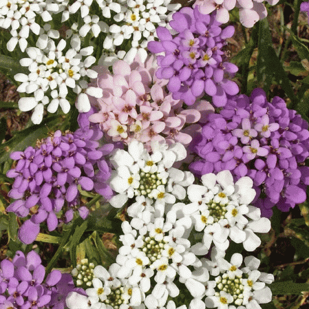 Globe Candytuft annuale