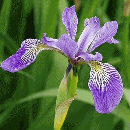 Iris blu selvatico