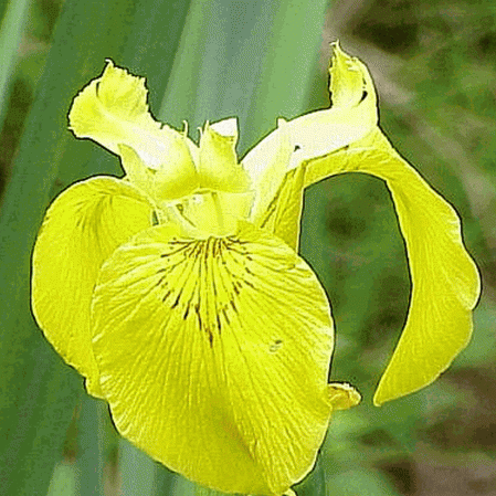 Iris gialla
