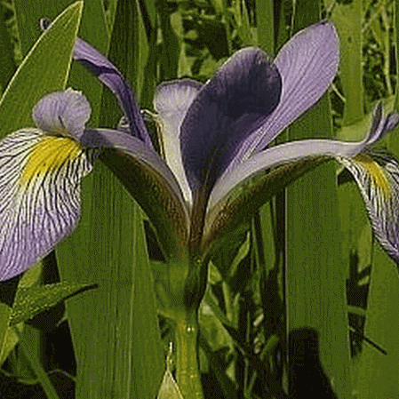 Iris Bandiera Blu del Sud