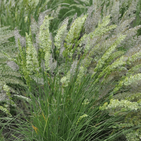 June Grass