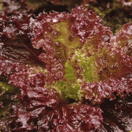 Lolla Rosso Darky Leaf Lettuce