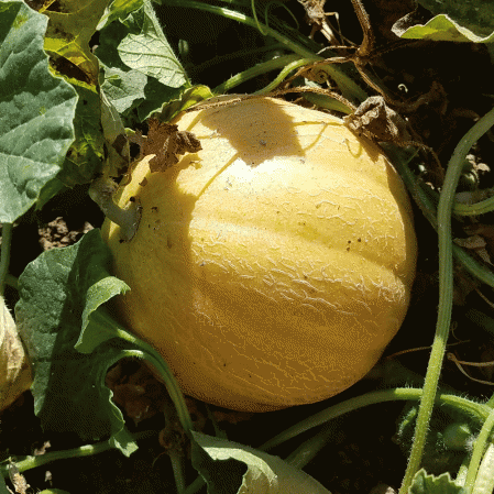 Minnesota Midget Melon