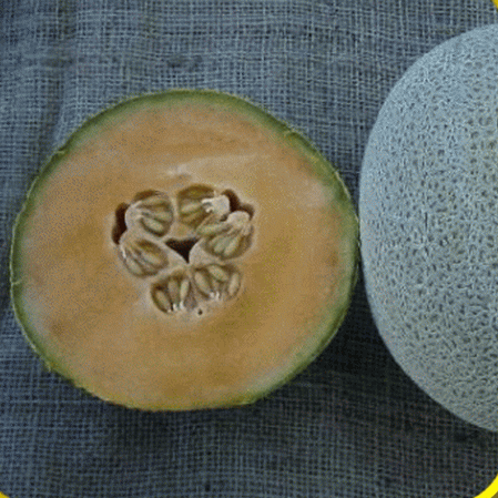 Fioriere Jumbo Melon