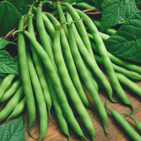 Fornitore Green Bush Bean