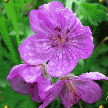 Geranio viola appiccicoso