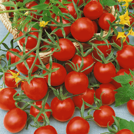 Sweetie Tomato
