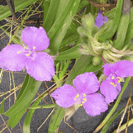 Prairie Spiderwort