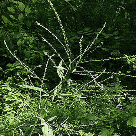 Verbena bianca