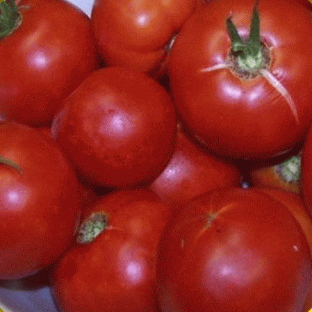 Wisconsin 55 Heirloom Tomato